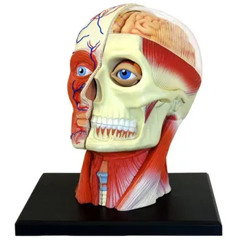 4D Lidské Hlavy Lebka Model Anatomie Mozku, Lékařské Vědy, Pedagogické Anatomické Rekvizity, Laboratoře, Školy, Učit se
