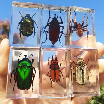 Skutečný Hmyz, Pryskyřice, Skutečný Hmyz Scarab Spider Beetle Vzor Květ Mořských Rostlin Učí Děti Dárkové Krabici Pokoj Domácí Dekor